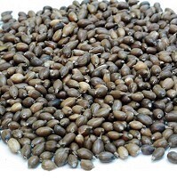 ヨクイニン（ハトムギ）