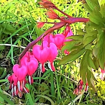 2017.04.14...魚屋さんが名付け親？